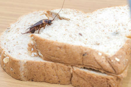 Close up of cockroach on a Whole wheat breadの写真素材