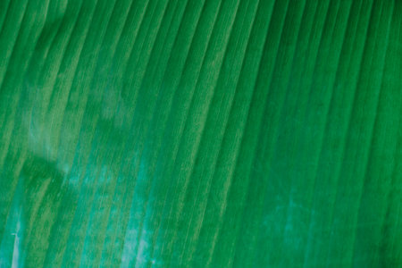 Abstract, nature Green leaf background and beautiful wallpaper.