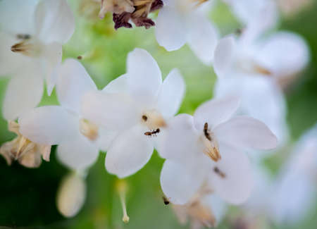 Close up Amazing beautiful flowers background.の写真素材