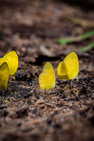 Close up of Tropical butterfly in the rainforestの写真素材
