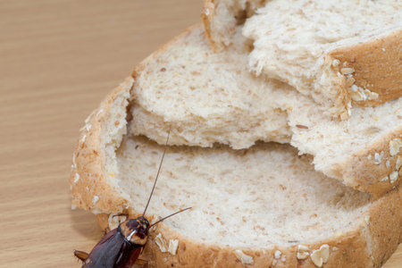 Close up of cockroach on a Whole wheat bread