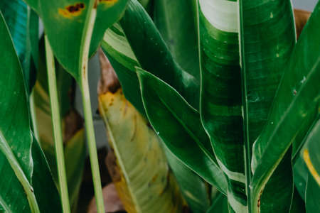 nature Green leaf background and beautiful wallpaper.の写真素材