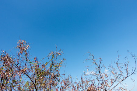 clear blue sky background,clouds with background.の写真素材