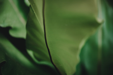 Abstract, nature Green leaf background and beautiful wallpaper.