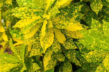Abstract, nature Green leaf background and beautiful wallpaper.