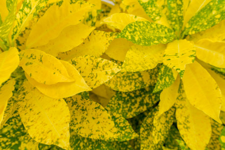 Abstract, nature Green leaf background and beautiful wallpaper.(high quality)の写真素材