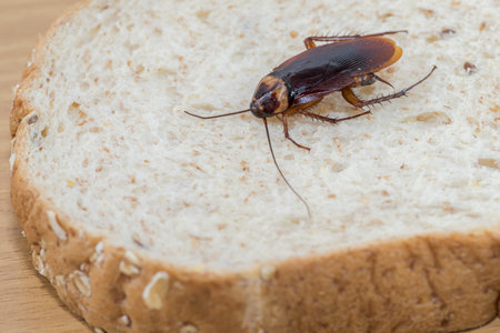 Close up of cockroach on a Whole wheat breadの写真素材