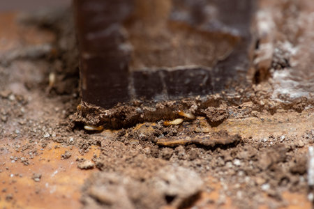 Close up of Termites Eating wood, (Termite damage house)