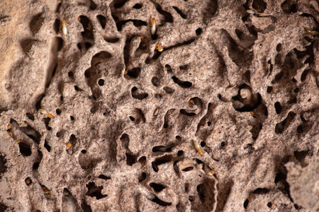 Close up of Termites Eating wood, (Termite damage house)の写真素材