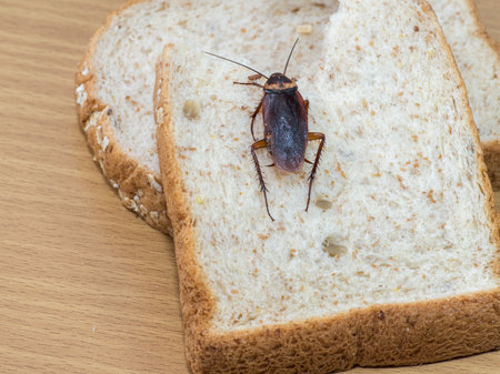 Close up of cockroach on a Whole wheat breadの写真素材