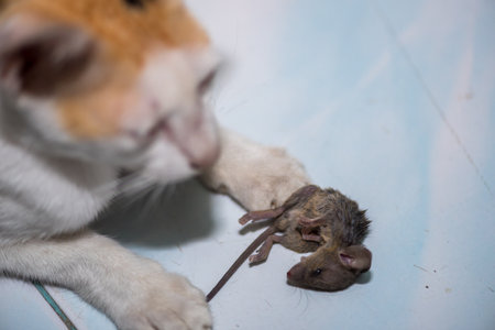 cat playing and catch a ratの写真素材