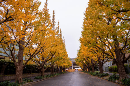 tourist attractions in the city park of Tokyo, Meiji Jingu Gaien Ginkgo Avenue, panoramic modern cityscape building in Japan.の写真素材