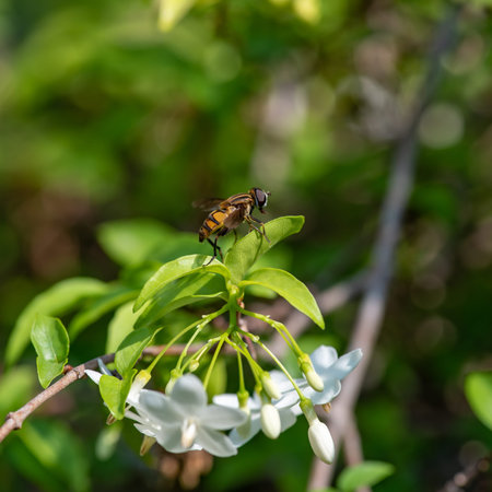 close up of Wasp on a leafの写真素材