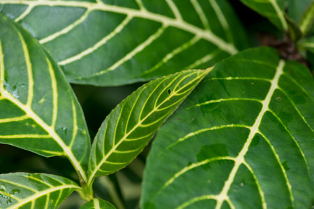 Abstract, nature Green leaf background and beautiful wallpaper.の写真素材