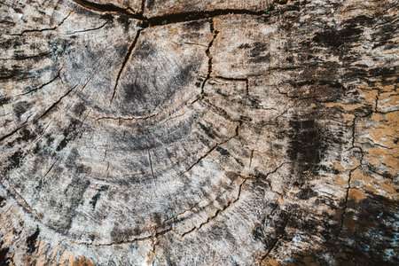 abstract wooden vintage texture background.の写真素材