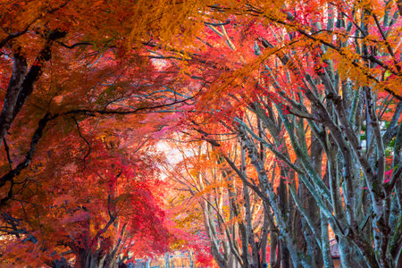 Mount Fuji, the iconic symbol of Japan, during the season of autumn foliage, a period of exceptional beauty.kawaguchiko,japan.の写真素材