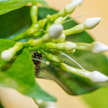 close up of insect on a leafの写真素材