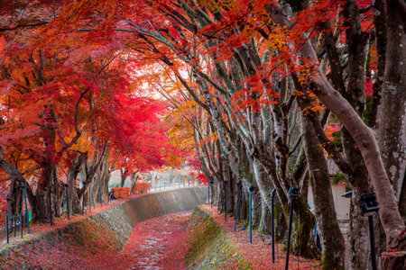 Mount Fuji, the iconic symbol of Japan, during the season of autumn foliage, a period of exceptional beauty.kawaguchiko,japan.の写真素材