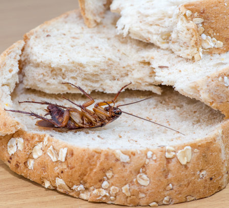 Cockroach on a slice of bread on a wooden table.