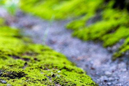 Abstract, nature Green leaf background and beautiful wallpaper.(high quality)の写真素材