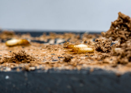 Close up of Termites Eating wood, (Termite damage house)