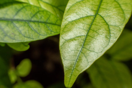 Abstract, nature Green leaf background and beautiful wallpaper.(high quality)