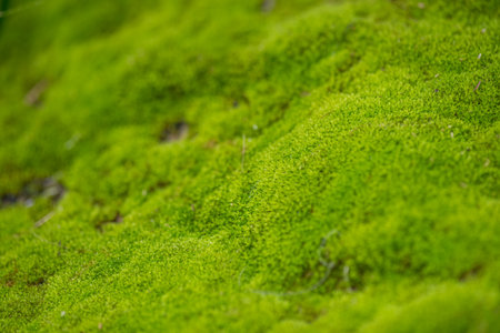 close up of green moss in nature background.
Green moss background. Close up of green moss texture. Green moss background.の写真素材