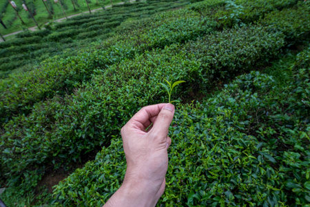 The tea picker is harvesting tea leaves in the morning.の写真素材