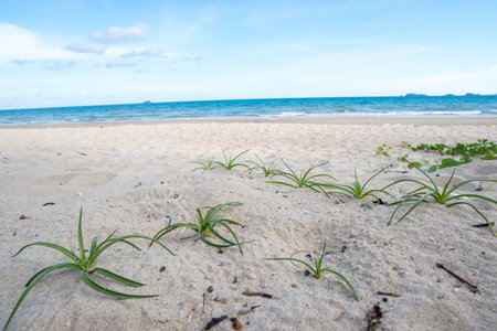 Beautiful nature sea summer background,Sand beachの写真素材