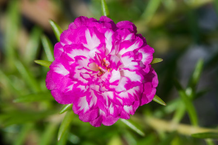 Amazing beautiful colorful flowers backgroundの写真素材