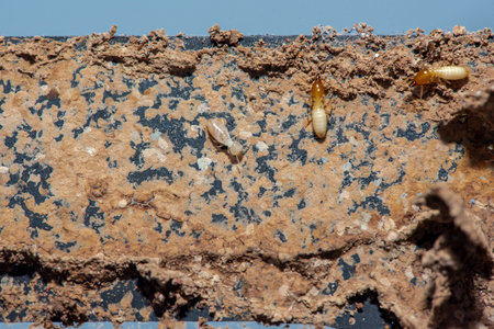 Closeup of termites on the wall.