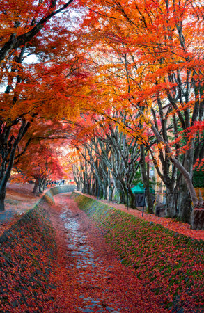 Mount Fuji, the iconic symbol of Japan, during the season of autumn foliage, a period of exceptional...