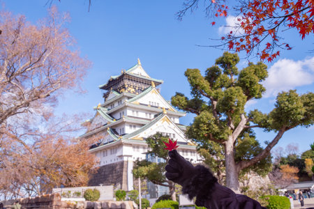The castle is one of Japan's most famous landmarks and it played a major role in the unification of Japan during the sixteenth century, Osaka Castle Japanの写真素材