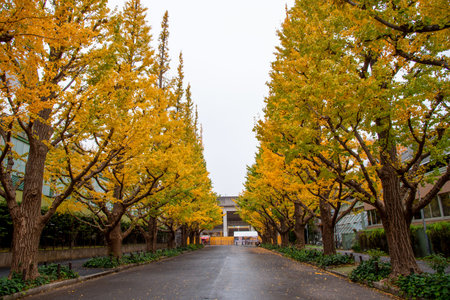 tourist attractions in the city park of Tokyo, Meiji Jingu Gaien Ginkgo Avenue, modern cityscape in...
