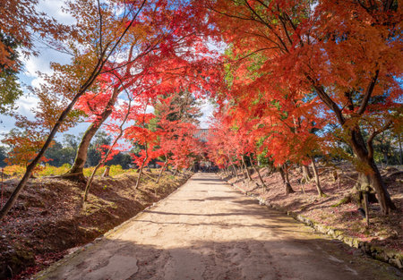 during the season of autumn foliage, a period of exceptional beauty. 
Gion,The district was built to accommodate the needs of travellers and visitors to the shrine.の写真素材