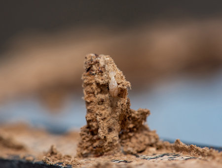 Close up of Termites Eating wood, (Termite damage house)の写真素材