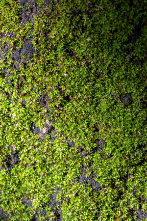 close up of green moss in nature background.
Green moss background. Close up of green moss texture. Green moss background.の写真素材
