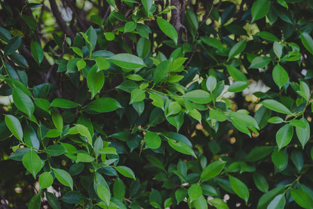 Abstract, nature Green leaf background and beautiful wallpaper.の写真素材