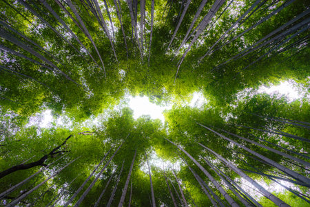 Arashiyama is a district in Kyoto City, Japan, Arashiyama is a nationally designated Historic Site and Place of Scenic Beauty.の写真素材