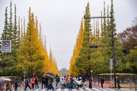 Tokyo ,Japan -dec,24: tourist attractions in the city park of Tokyo, Meiji Jingu Gaien Ginkgo Avenue, panoramic modern cityscape building in Japan.の写真素材