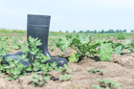 Rubber boots from the farmer in a dry fieldの写真素材