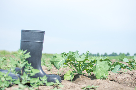 vegetables on a field with rubber bootsの写真素材