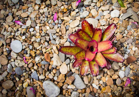 Flower on the rock backgroundの写真素材