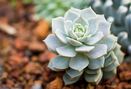 Cactus in botanic gardenの写真素材