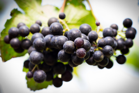 Coffee beans on tree in Chiangmai Thailandの写真素材