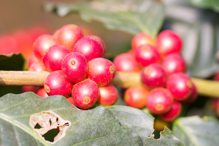 Coffee beans on tree in Chiangmai Thailandの写真素材
