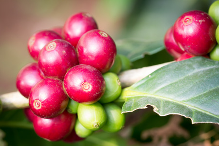 Coffee beans on tree in Chiangmai Thailandの写真素材