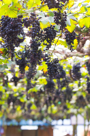 Ripe grapes ready for harvesting in the farmの写真素材