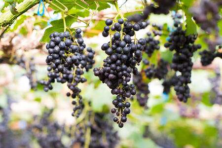 Ripe grapes ready for harvesting in the farmの写真素材