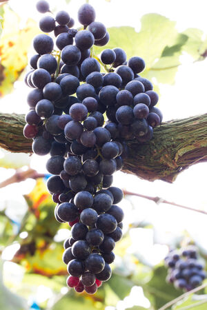 Ripe grapes ready for harvesting in the farmの写真素材